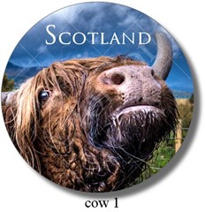 Highland Cow 1