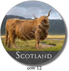 Highland Cow 12