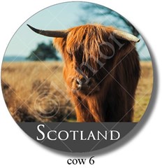 Highland Cow 6