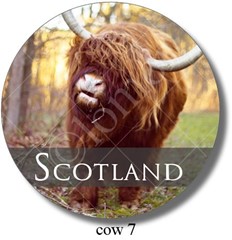 Highland Cow 7