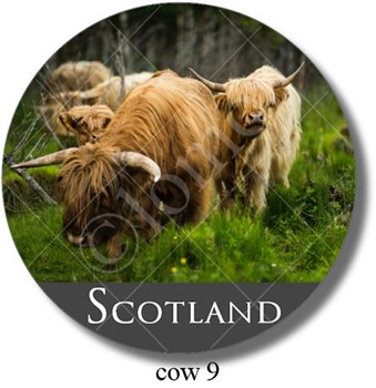 Highland Cow 9