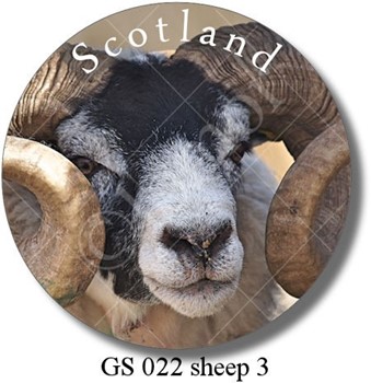 GS 022 sheep 3
