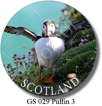 GS 029 Puffin 3 Scotland