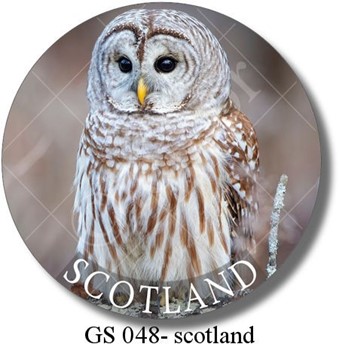 GS 048 - scotland owl 2